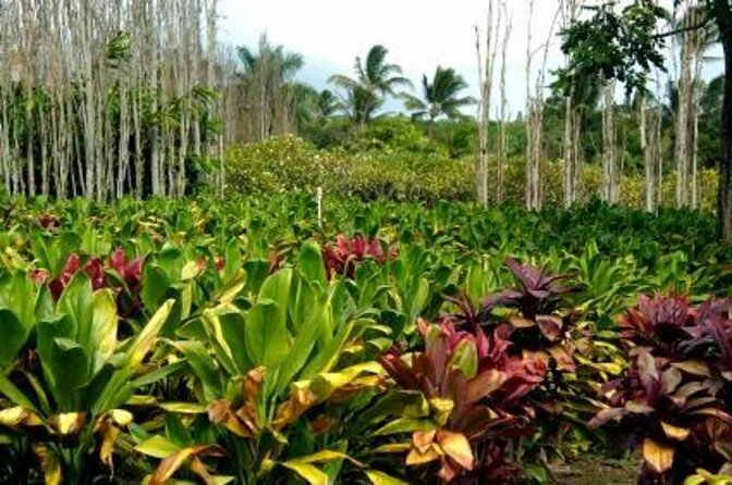 Private Shore Excursion: The Best of Maui - Key Points