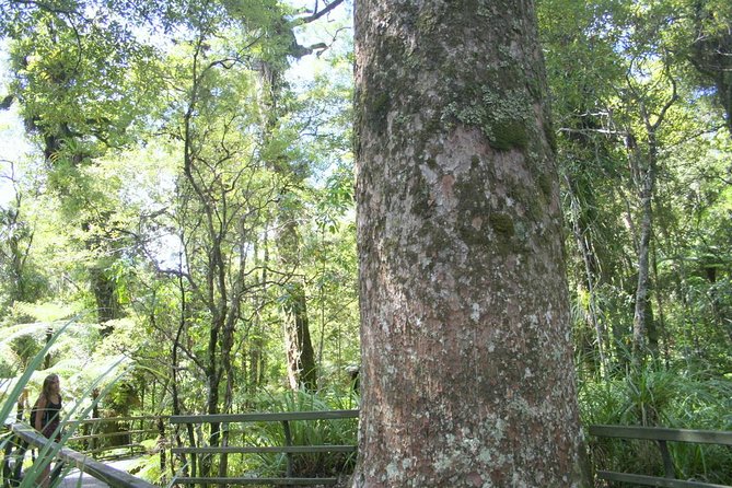 Private Shore Excursion - The Giant Kauris and Glowworms Cave - Tour Requirements
