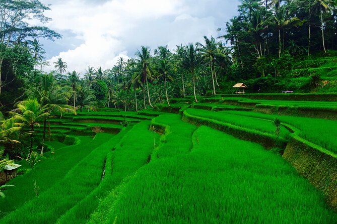 Private Shore Excursion: Ubud Art Villages and Sacred Monkey Forest - Traveler Experiences