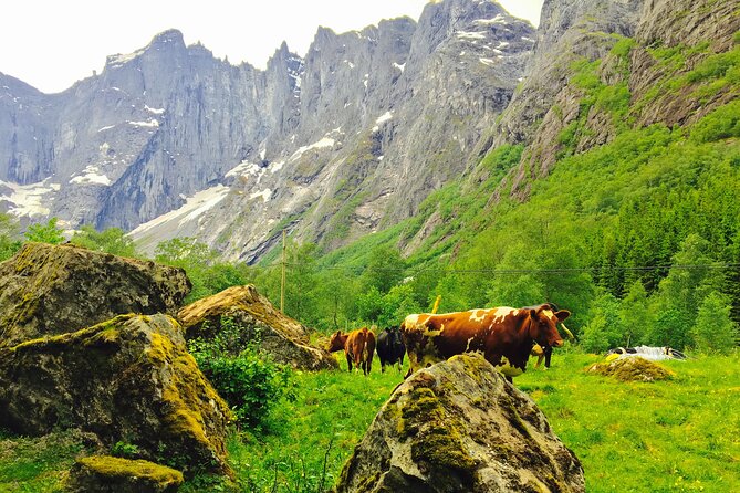 Private Shore Excursions Ålesund Trollstigen-Trollroad in Small (1-4)Groups - Pricing and Booking Information