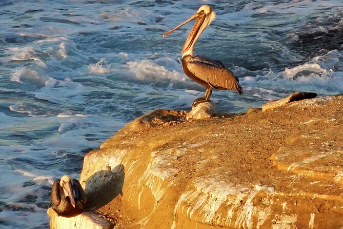Private Shuttled Coastal Gems Scenic Customizable Tour - Comfortable Transportation
