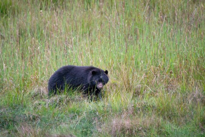 Private Sight Tour Chingaza Paramo From Bogota, Andean Bear - Frequently Asked Questions