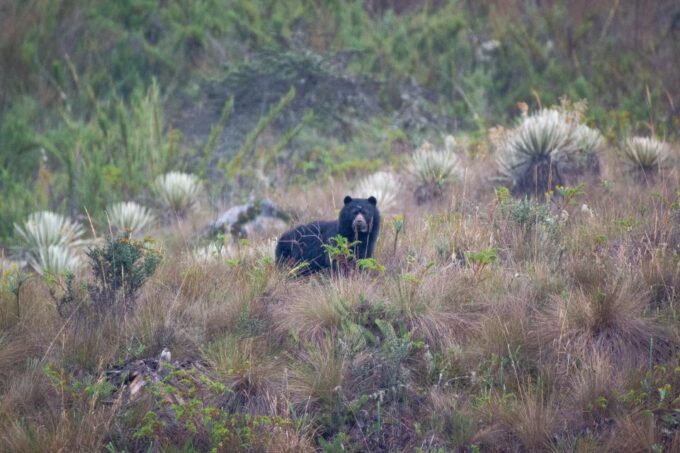 Private Sight Tour Chingaza Paramo From Bogota, Andean Bear - Recap