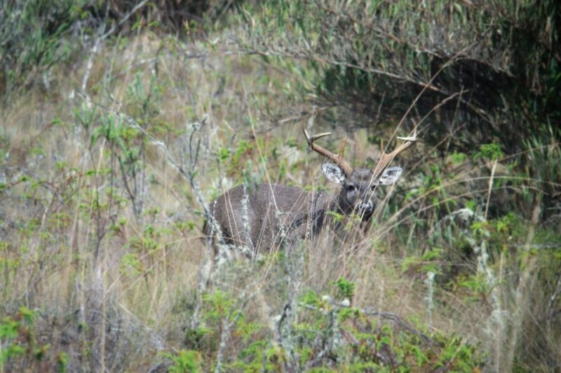 Private Sight Tour Chingaza Paramo From Bogota, Andean Bear - Itinerary and Transportation