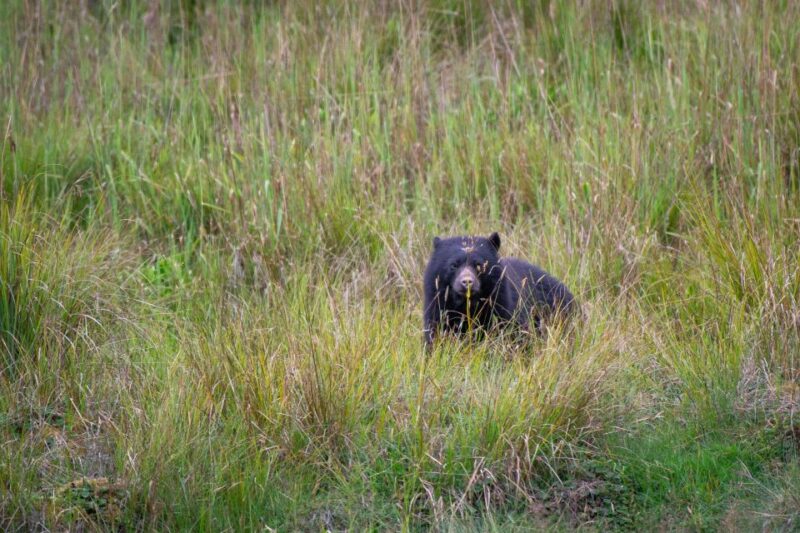 Private Sight Tour Chingaza Paramo From Bogota, Andean Bear - Included Amenities