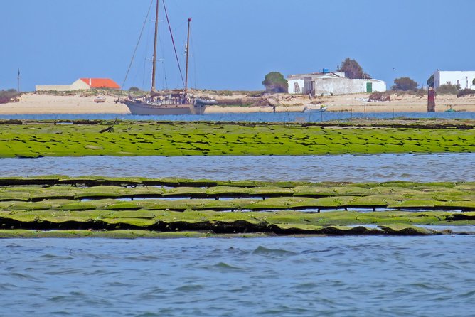 Private Sightseeing Boat Tour in Ria Formosa at Olhão - Accessibility Features