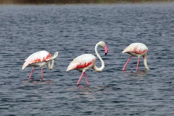 Private Sightseeing Boat Tour in Ria Formosa at Olhão - Inclusions for a Comfortable Experience
