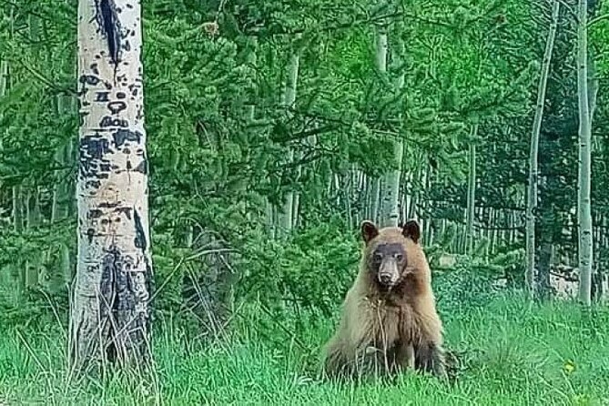 Private Sightseeing Bronco Tour in Cripple Creek, Colorado - Planning Your Visit