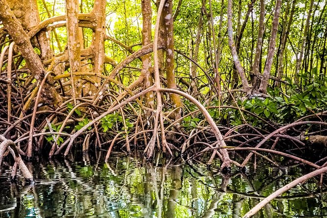 Private Sightseeing Tour | Guadeloupe - Explore Guadeloupes Highlights