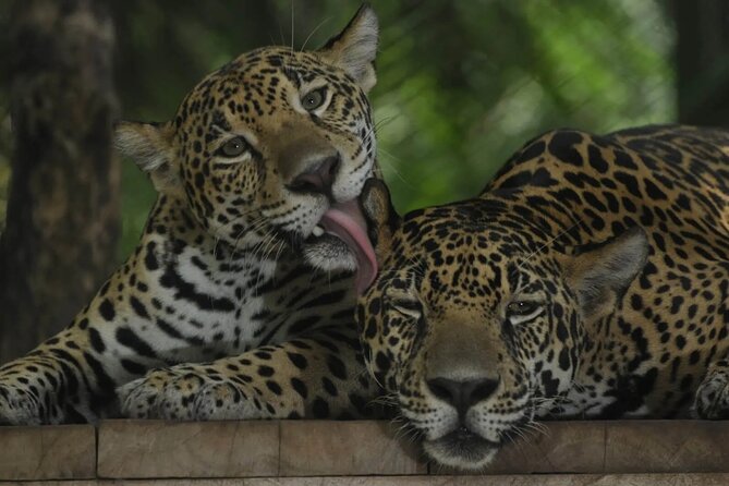 Private Sightseeing Tours Puntarenas Natuwa Rescue Center - Key Points