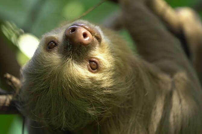 Private Sightseeing Tours Puntarenas Natuwa Rescue Center - Meeting and Pickup