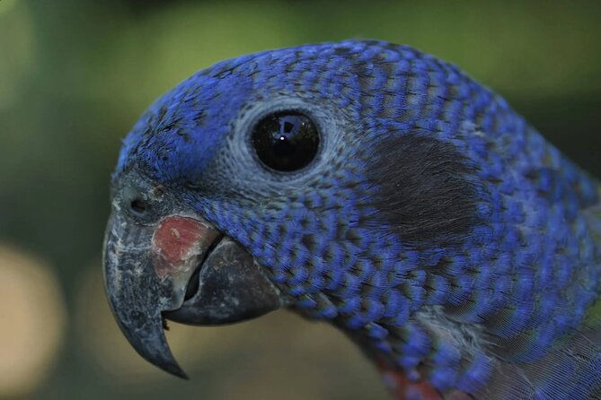 Private Sightseeing Tours Puntarenas Natuwa Rescue Center - Booking and Cancellation