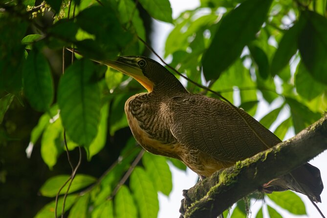 Private Sloth and Monkey Wildlife Tour - Key Points