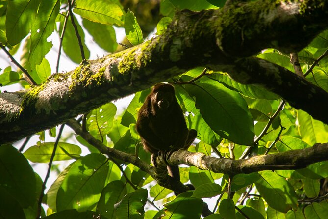 Private Sloth and Monkey Wildlife Tour - Guided Tour Details