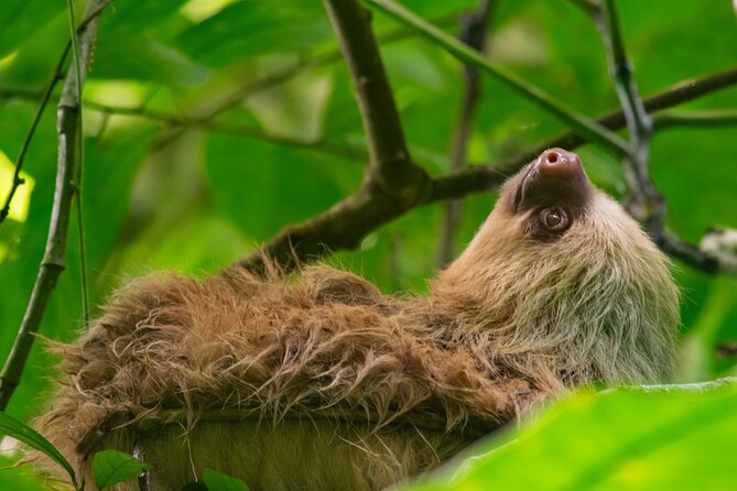 Private Sloth and Monkey Wildlife Tour - Exploring Primary Forest
