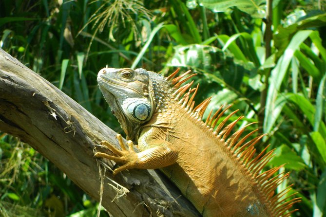 Private Sloth Encounter Waterfall And Corobici Floating Tour - Traveler Reviews and Feedback
