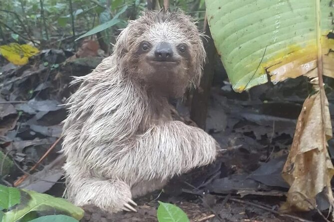 Private Sloth Tour in La Fortuna - Tour Overview