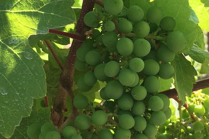Private Small Group Local Wine and Cider Tasting, Central Saanich - Pickup and Drop-off Locations