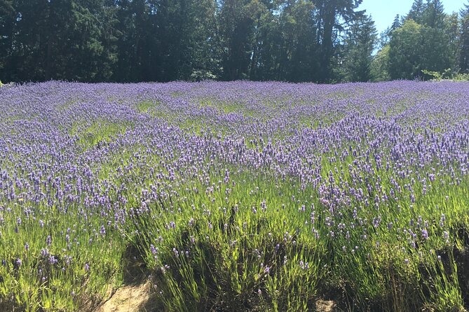 Private Small Group Transportation Cowichan Valley Wineries - Reviews