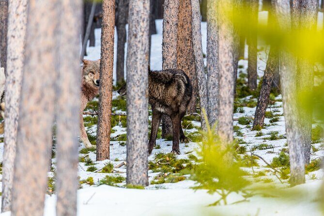 Private Small Group Yellowstone Wildlife Safari - Exploring Yellowstone’s Wildlife: The Core of the Tour