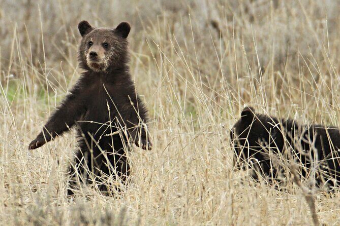 Private Small Group Yellowstone Wildlife Safari - The Experience in Action: What Travelers Can Expect