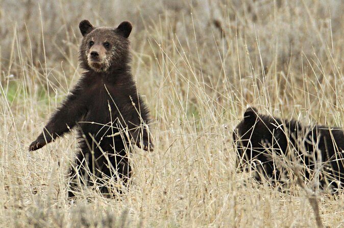 Private Small Group Yellowstone Wildlife Safari - Who Will Love This Tour?