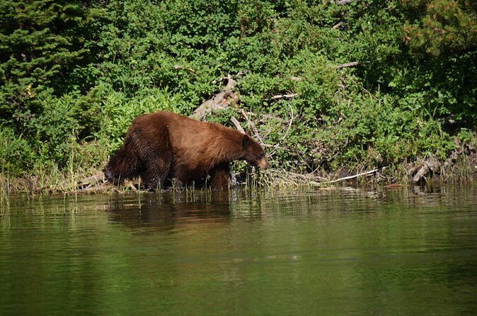 Private Small Group Yellowstone Wildlife Safari - The Sum Up: Is This Tour for You?