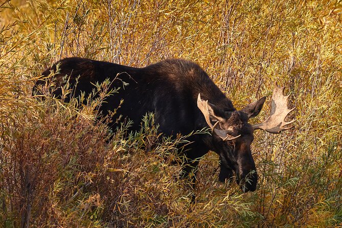 Private Snake River Scenic Float With Teton Views - Wildlife Sightings Potential