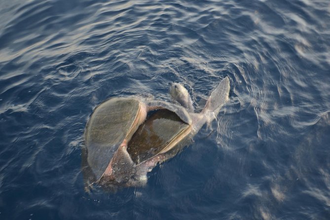 Private Snorkel Cruise in Cabo San Lucas - Tour Itinerary and Activities