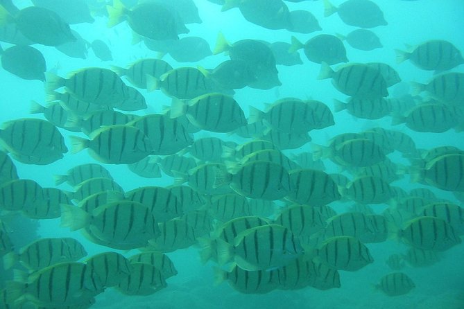 Private Snorkel Cruise in Cabo San Lucas - Participant Requirements and Accessibility