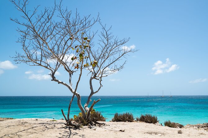 Private Snorkel With 2 Stops in Aruba - Eco-Friendly! - Ratings and Reviews