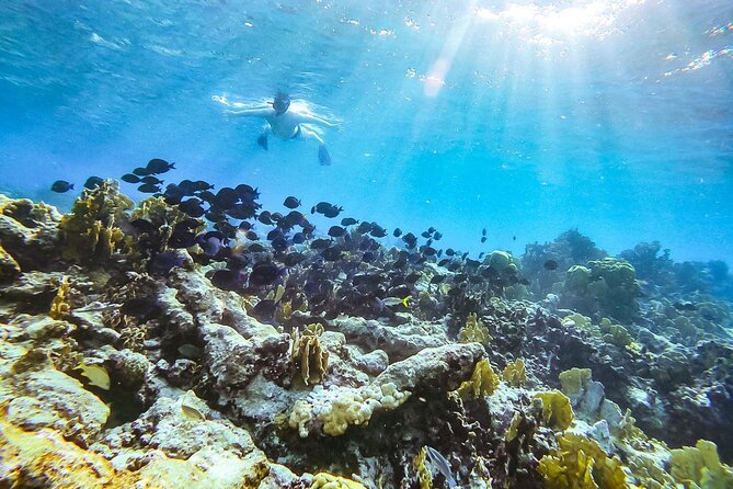 Private Snorkel With 2 Stops in Aruba - Eco-Friendly! - Accessibility and Requirements