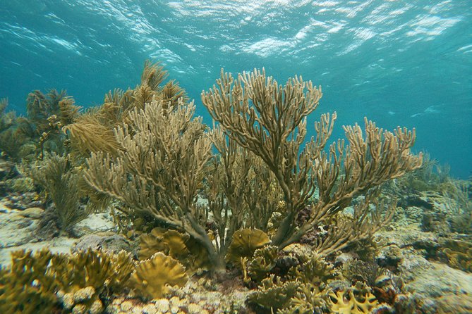 Private Snorkel With 2 Stops in Aruba - Eco-Friendly! - Booking and Cancellation Policy