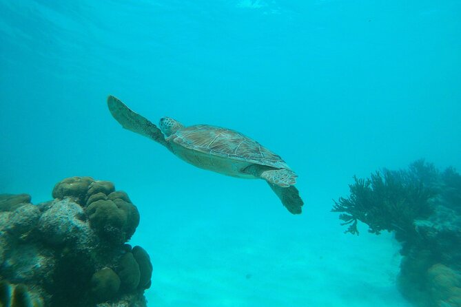 Private Snorkel With 2 Stops in Aruba - Eco-Friendly! - Eco-Friendly Approach