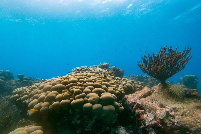 Private Snorkel With 2 Stops in Aruba - Eco-Friendly! - Focus on Marine Life