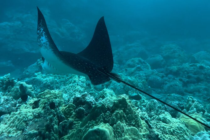 Private Snorkel With Beach Set-Up - Experience Highlights