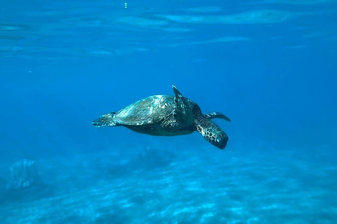 Private Snorkel With Beach Set-Up - What to Expect on Your Private Snorkel Tour