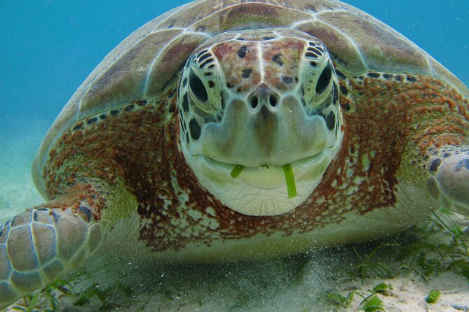 Private Snorkel With Turtle at Akumal - Participant Information