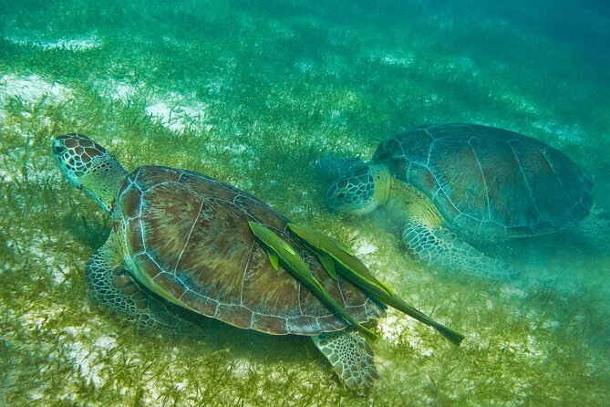 Private Snorkel With Turtle at Akumal - Snorkeling With Turtles
