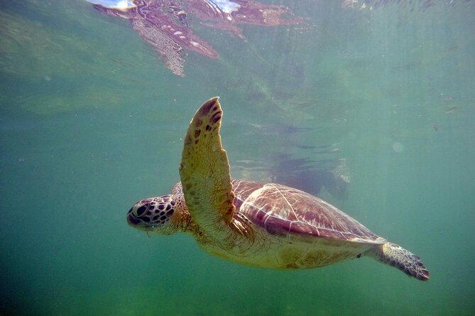 Private Snorkel With Turtle at Akumal - Xel-Ha Park Experience