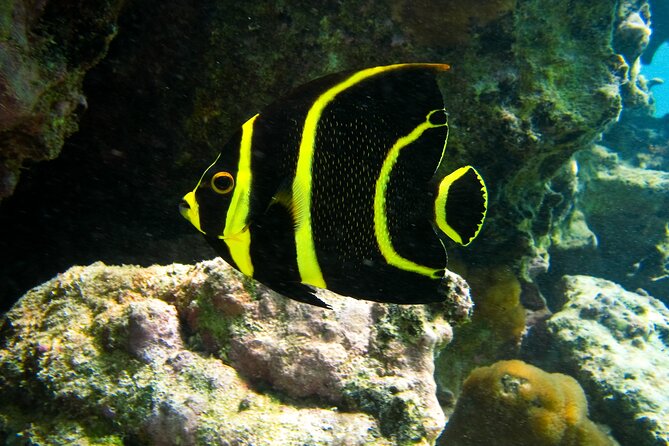 Private Snorkel With Turtle at Akumal - Traveler Feedback