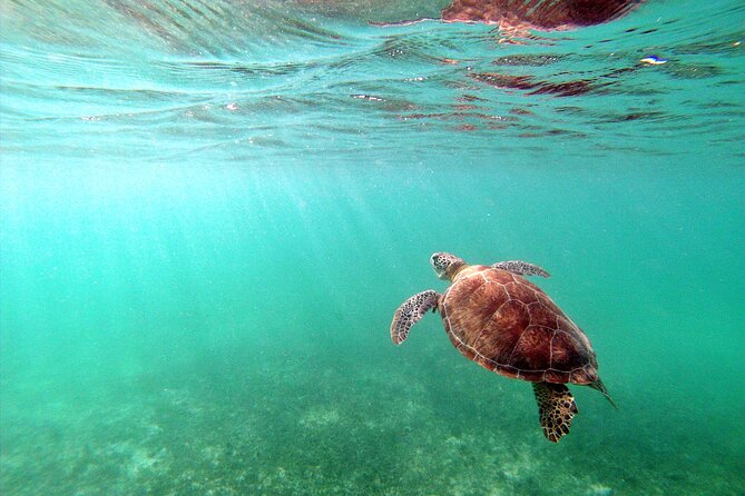 Private Snorkel With Turtle at Akumal - Additional Details