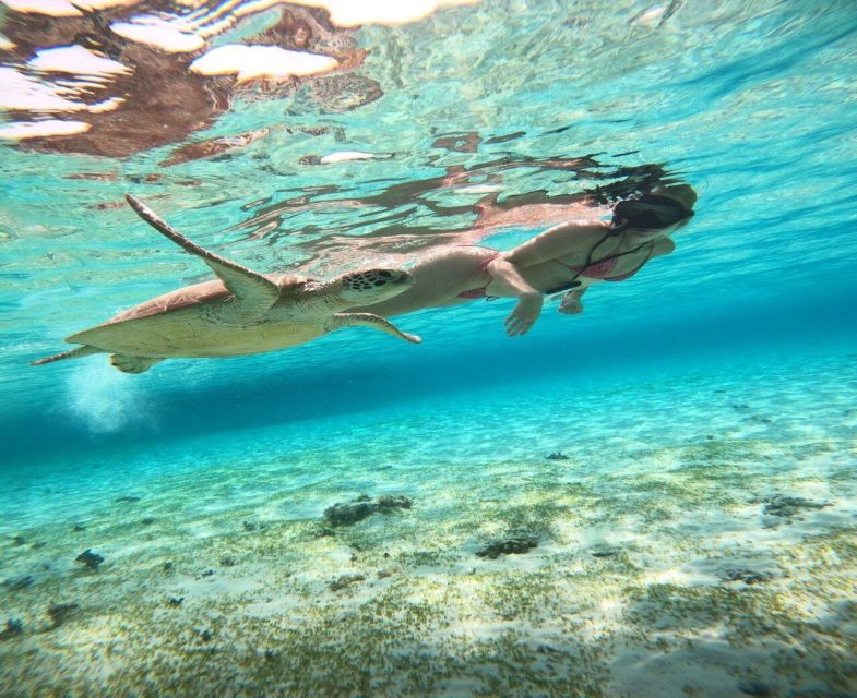 Private Snorkeling 4 Spots Turtle in Gili Islands - Snorkeling Highlights