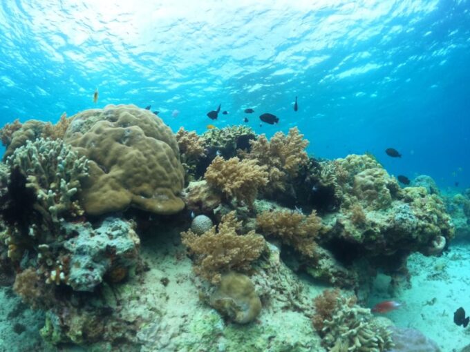 Private Snorkeling 4 Spots Turtle in Gili Islands - Included and Excluded