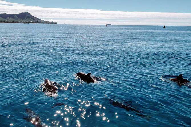 Private Snorkeling and Wildlife on The Adventure Boat - Meeting Point and Boat Arrival