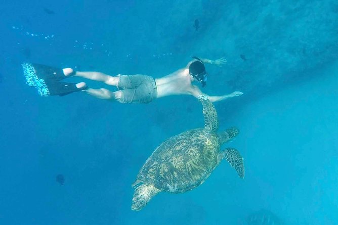 Private Snorkeling and Wildlife on The Adventure Boat - Positive Reviews and Excellence Badge