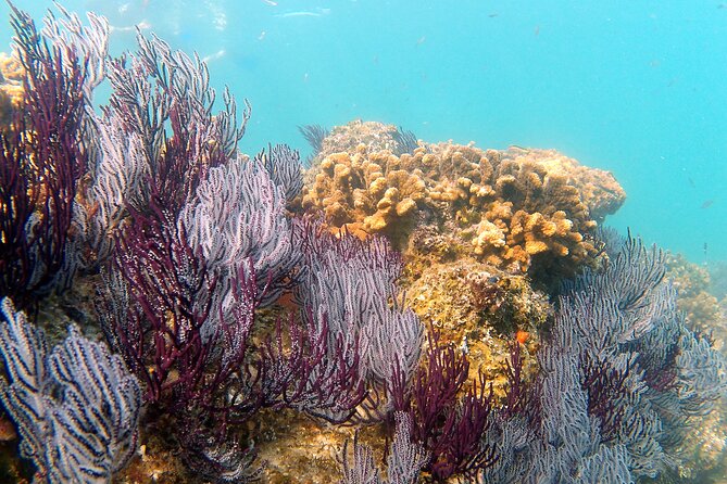 Private Snorkeling Boat Tour in San Jose Del Cabo - Tour Participation