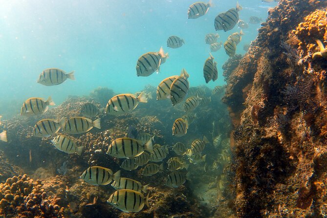 Private Snorkeling Boat Tour in San Jose Del Cabo - Breathtaking Underwater Sights