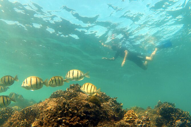 Private Snorkeling Boat Tour in San Jose Del Cabo - Personalized Snorkeling Experience