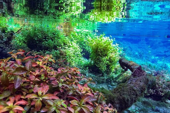 Private Snorkeling Expedition in the Florida Springs - Meeting Location and Parking
